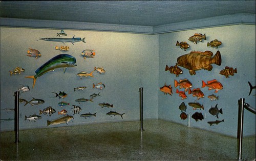 Pesce delle acque key - acque, west